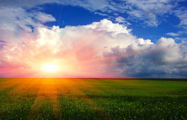 field of  grass on a background of storm clouds at sunset.