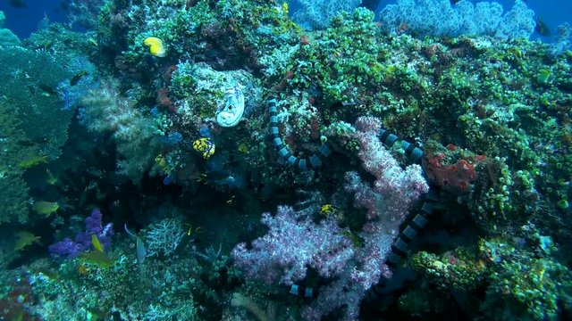 Black-banded Sea Krait or blue-lipped sea krait - Laticauda laticaudata, swims by coral reef, Oceania, Indonesia, Southeast Asia
