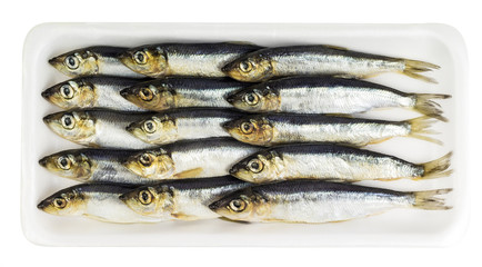 Fresh ocean sprat