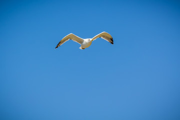 Fototapeta na wymiar Gulls and blue sky