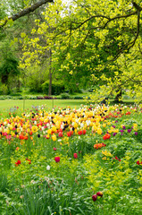 Tulpenfeld in einem Park
