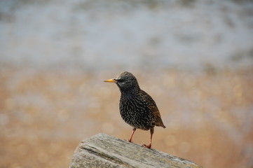 Obraz premium speckled starling standing on weathered post isolated against soft focus background