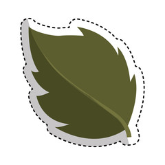 leafs plant natural icon vector illustration design