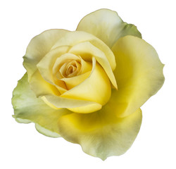 Yellow Rose isolate in white background.
