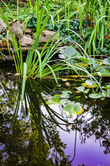 English style backyard fish pond