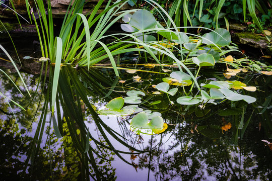 English Style Backyard Fish Pond