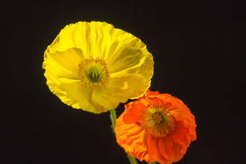 Yellow and orange flowers