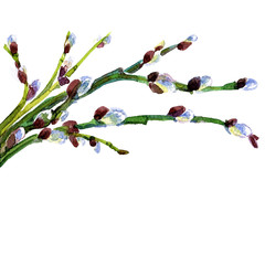 Spring tree branch with buds revived, watercolor painting.