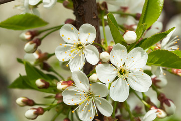 Obrazy na Szkle  Biały czereśnia kwitnący zbliżenie, naturalne tło. Koncepcja tło wiosna piękny charakter. Pory roku, ogrodnictwo, podziwianie kwiatów