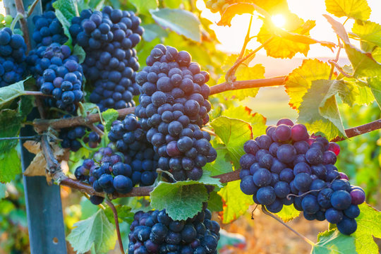 Close up vine grapes in champagne region in autumn harvest, Reims, France