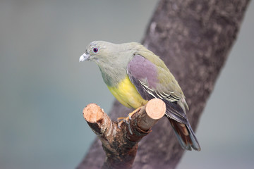 African green pigeon (Treron calvus)