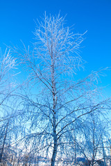 The birch tree in winter