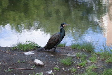 Great cormorant