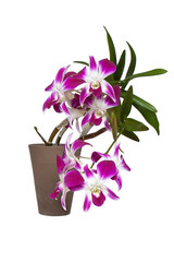 Orchid in a pot.