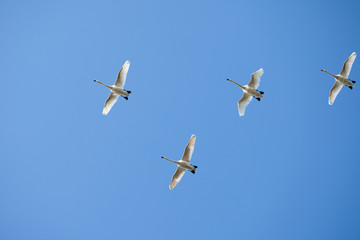 Birds in the blue sky. The flight of geese to warmer climes.