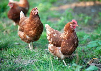 Chickens on a walk in the garden