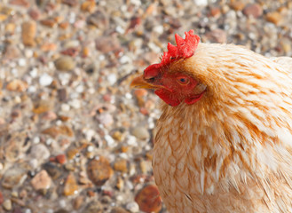 Chicken head