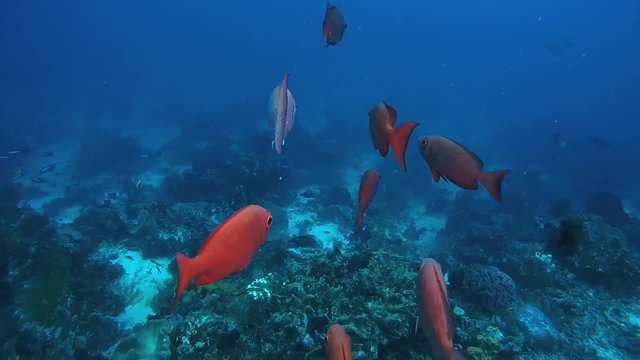 school of fish, Common Bigeye - Priacanthus hamrur float over coral reef, Oceania, Indonesia, Southeast Asia
