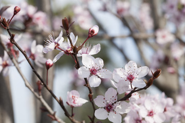 spring time