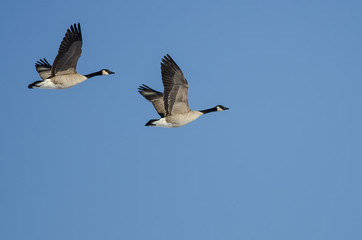 Fototapeta na wymiar Pair of Canada Geese Flying in a Blue Sky