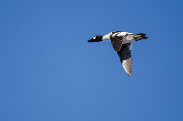 Common Goldeneye Flying in a Blue Sky