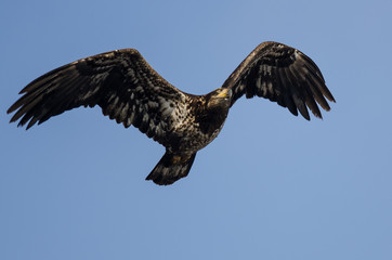 Young Bald Eagle Flying in the Blue Sky