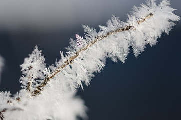 Icy Frost Crystals Clinging to the Frozen Winter Foliage