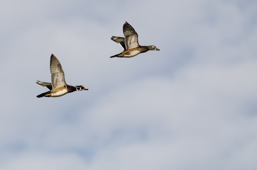 Pair of Wood Ducks Flying on a Light Background