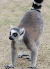 lemur