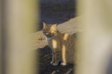 wiejski rudy kot widok przez żerdki płota - obrazy, fototapety, plakaty