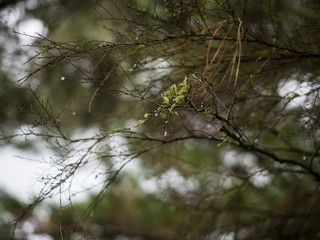 raindrops on tree branch