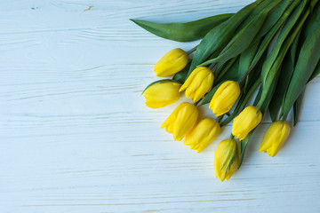 Background with yellow tulips on blue painted wooden planks. Place for text. Top view with copy space
