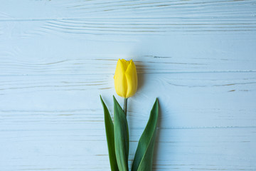 Yellow tulip on blue wood background, romantic blooming card for Birthday, Anniversary,...