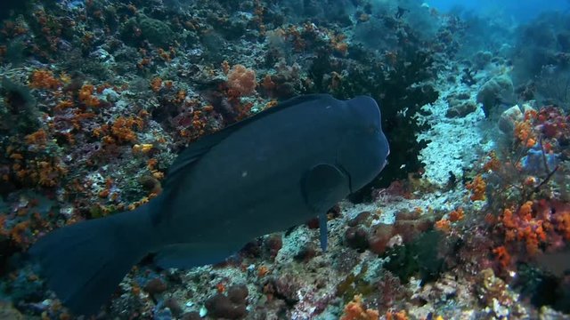 Green Humphead Parrotfish - Bolbometopon muricatum feeding on a coral reef, Oceania, Indonesia, Southeast Asia
