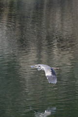 Fototapeta na wymiar landscape with gray heron