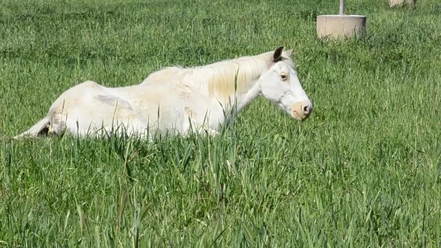 Startled White Horse