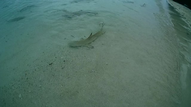 school of sharkfish, Blacktip reef shark - Carcharhinus melanopterus hunt on sandbanks, Oceania, Indonesia, Southeast Asia
