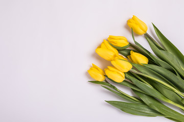 Yellow tulips in on white background. Romantic blooming card for Birthday, Anniversary, Valentine's, Mother's or Woman's Day.