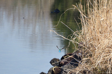 landscape with kingfisher