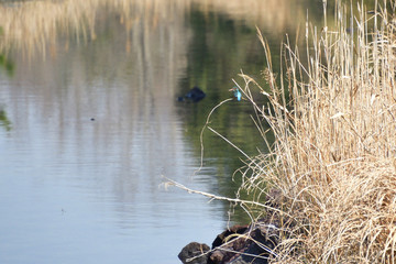 landscape with kingfisher