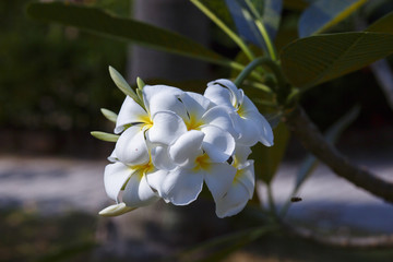 Tropical flower frangipani.