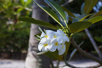 Tropical flower frangipani.
