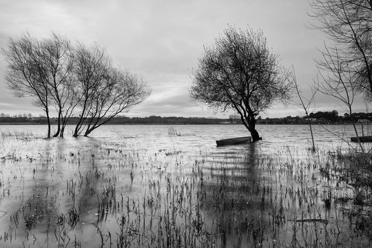 Black and white image of trees in a lake