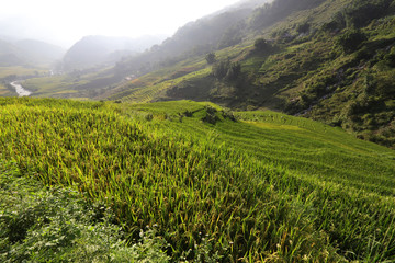 Rice Field