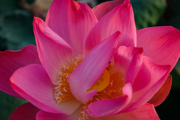 Fototapeta na wymiar Pink lotus flower in the pond in the morning