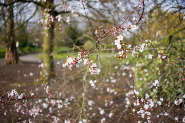 White flowers on a tree