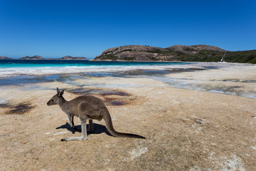 Lucky Bay in the Cape Le Grande National Park near Esperance in Western Australia is famous for  the wild kangaroos that  roam and laze on the beach.