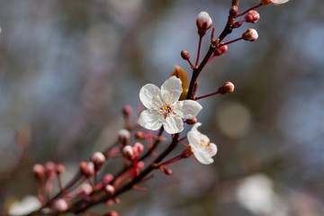 White flowers on a tree