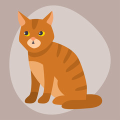 Cat breed cute pet portrait fluffy young adorable cartoon animal and pretty fun play feline sitting mammal domestic kitty vector illustration.