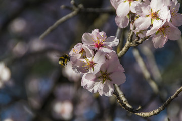 A bee reaching an almond flower